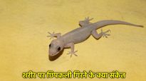 World Lizard Day: इस अंग पर गिरी छिपकली तो मिलेगी खुशखबरी, वरना हो जाएं सावधान