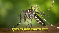 World Mosquito Day 2025: इस मच्छर में है 100 सांपों से भी ज्यादा जहर, हर साल बनता है लाखों मौतों की वजह