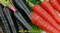 काली या लाल गाजर, कौन है सेहत की असली क्वीन? जानें दोनों के हैरान कर देने वाले फायदे