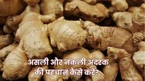 कहीं आप भी तो नहीं खा रहे नकली अदरक? इन 3 आसान तरीकों से करें असली-नकली अदरक की पहचान