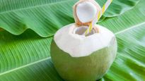 नारियल की खेती पर बजट में बड़ा ऐलान, लेकिन इन 5 लोगों के लिए जानलेवा हो सकता है Coconut Water