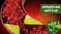 बैड कोलेस्ट्रॉल को कंट्रोल करने में रामबाण हैं ये 5 हरे पत्ते, रोजाना सेवन से हार्ट भी रहेगा हेल्दी