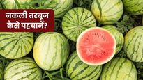 Real vs Fake Watermelon: कहीं आप भी तो नहीं खा रहे मिलावटी तरबूज? इन आसान तरीकों से करें असली और नकली की पहचान
