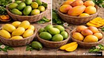 Mango Varieties In India: तोतापुरी से लेकर बंगीनापल्ली तक, जानें भारत की प्रसिद्ध आम की किस्में और इनकी पहचान