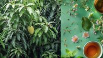 आम ही नहीं, इसके पत्ते भी हैं अमृत समान, Mango Leaves की एक कप चाय दूर करेगी ये 5 बड़ी बीमारियां