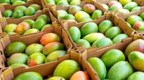 Japan Mango Ban: जापान में सबसे ज्यादा कौन सा आम खाया जाता है? 20 साल बाद भारतीय आमों पर लगाया प्रतिबंध