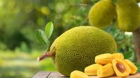 Jackfruit Side Effects: इन 5 लोगों को भूलकर भी नहीं खाना चाहिए कटहल, वरना शरीर बन जाएगा बीमारियों का घर