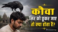 अगर कौवा आपके सिर को छूकर जाए तो क्या है इसका मतलब? जानें शुभ है या अशुभ संकेत
