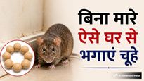 बिना मारे चूहों को घर से भगाने का देसी तरीका! आटे में मिलाकर रख दें ये एक चीज, फिर कभी नहीं आएंगे नजर
