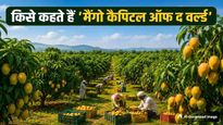 भारत का यह शहर कहलाता है दुनिया की 'Mango Capital', 200 साल पुराना है इसका इतिहास