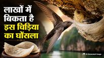 सोने से भी महंगा बिकता है इस चिड़िया का घोंसला, लाखों में है कीमत, वजह जानकर चौंक जाएंगे आप