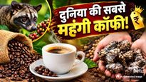 लाखों में बिकती है दुनिया की सबसे महंगी कॉफी, लेकिन बनाने का प्रोसेस जानकर फ्री में भी पीने से करेंगे तौबा!
