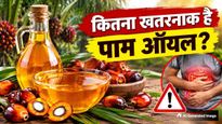 पाम ऑयल क्या होता है और इसे खाने से क्या नुकसान होते हैं? जानिए इससे शरीर पर क्या असर होता है