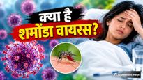 Shamonda Virus:शमोंडा वायरस क्या है और कैसे फैलता है? फ्रांस में पहली बार इंसान संक्रमित, जांच शुरू