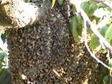 A banyan tree with 600 bee colonies