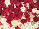 Valentine's Day Brings Windfall For Pune Farmers