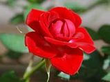 World's Tallest 21-Feet Rose Plant