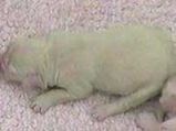 Enigmatic Green Puppy Born In New Orleans