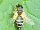 Bees Use Dance To Talk To Foreign Bees