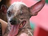World's Most Ugliest Dog