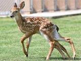 Six Legged Deer - Mysterious Creations Of God