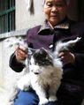 Chinese Cats Grow Wings