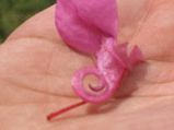 Lord Ganesha Appears On Flower