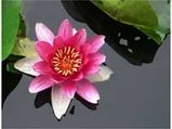 Tirukkural-On Virtue-In Praise Of God-The Importance Of Virtue