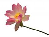 Tirukkural-On Virtue-The Importance Of Virtue-Kural 39