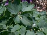Tirukkural - On Virtue - In Praise Of Rain - Kural -15