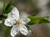 Tirukkural - 'ON VIRTUE' - In Praise Of Rain - Kural - 13