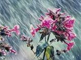 Tirukkural - 'ON VIRTUE' - In Praise Of Rain - Kural - 11