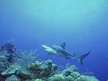 Whale Shark Day Celebrated In Porbandar