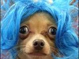 Hollywood Pooches To Beat Recession Blues