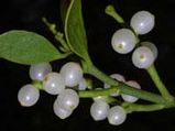 Mistletoe Extract Cures Cancer
