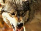 Three Men Living With Wolves