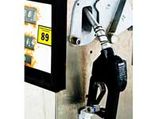Future cars may run on eco-friendly algae fuel