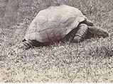 World's Oldest Tortoise Reaches 176!!