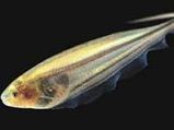 Weirdest Animals Of 2008