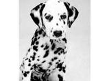 102 Dalmation Doggie Granny To 18 Puppies