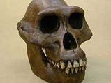 'Oldest Brain' In The World Discovered