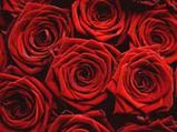 Fragrance Of Roses  In Nagaland