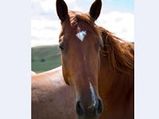 Man Charged For Drunk Riding A Horse