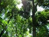 Prince Charles To Save Rainforests