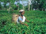 Assam To Turn In To Tourist Destination