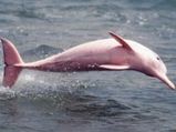 Pink Dolphin Invites Audience