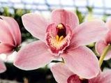 Sikkim Celebrates Spring With A Flower Show
