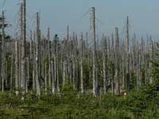 Acid Rain - Rains that differ from the normal rain