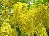 The Four Indian Festivals On One Day!