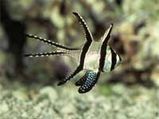 When Does Fish Get Sea Sick?